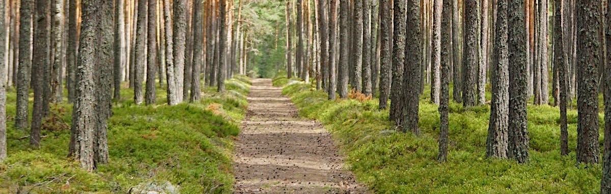 Walking in wild nature is relaxing for the mind and body